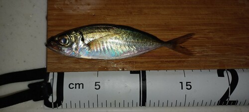 アジの釣果