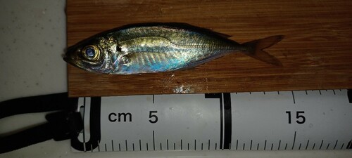 アジの釣果