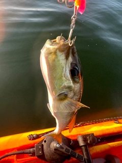 フグの釣果