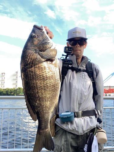 クロダイの釣果