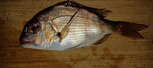 マダイの釣果