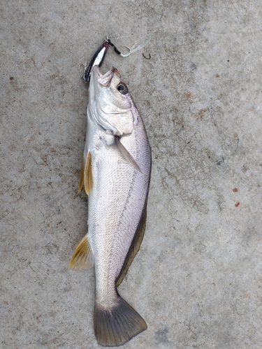 イシモチの釣果