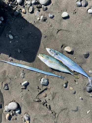 イナダの釣果