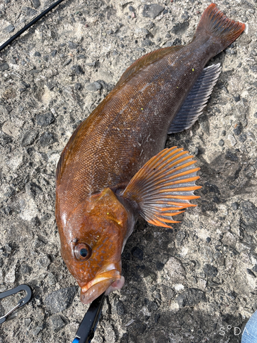 アブラコの釣果