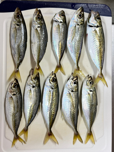 アジの釣果