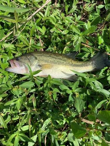 ラージマウスバスの釣果