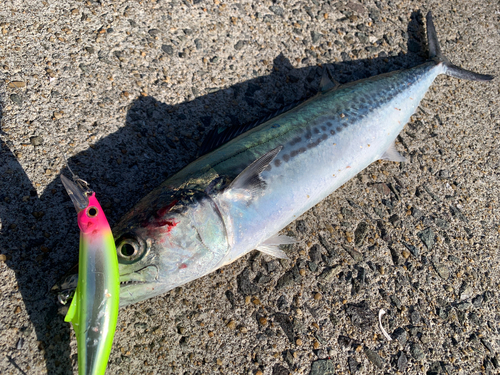 サゴシの釣果