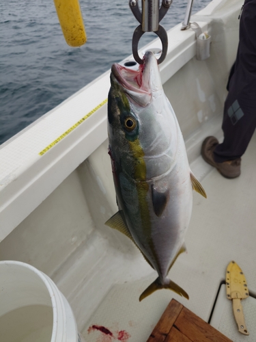 ハマチの釣果