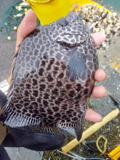 イシガキダイの釣果