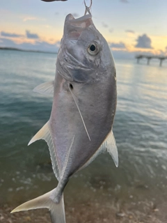 ガーラの釣果