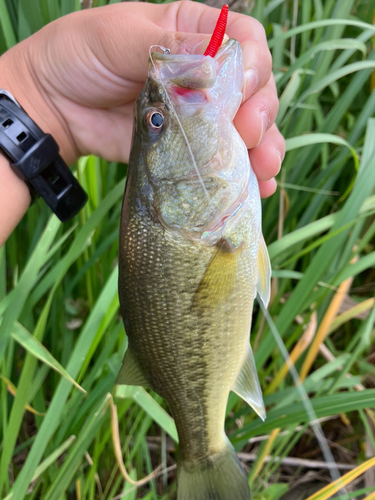 ラージマウスバスの釣果