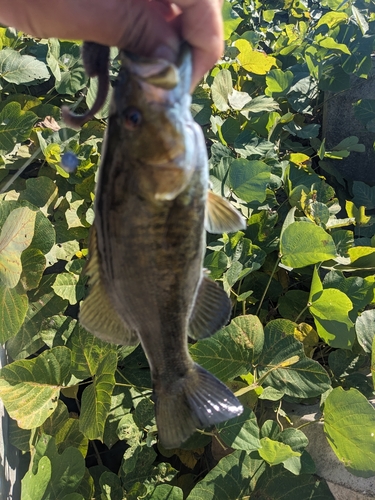 ブラックバスの釣果