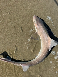 ホシザメの釣果