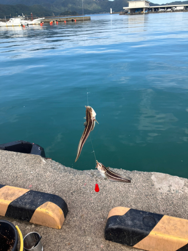 ゴンズイの釣果