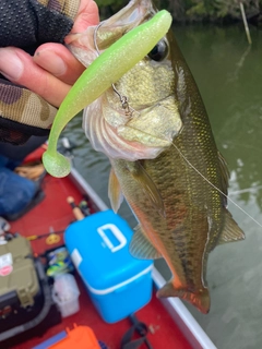 ラージマウスバスの釣果