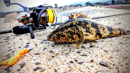 タケノコメバルの釣果