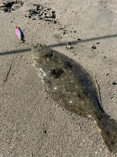 ヒラメの釣果