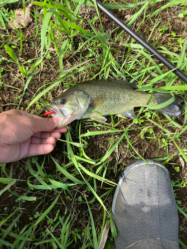 ラージマウスバスの釣果