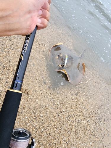 エイの釣果