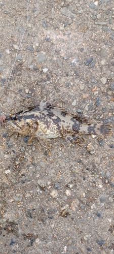 タケノコメバルの釣果