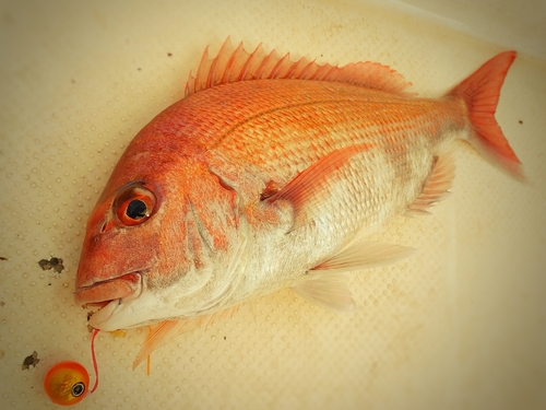 マダイの釣果