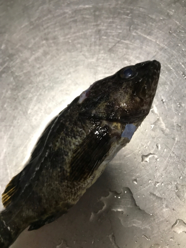 タケノコメバルの釣果