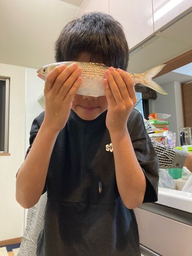 コノシロの釣果