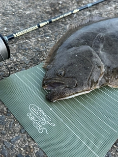 ヒラメの釣果