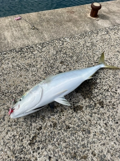 ブリの釣果