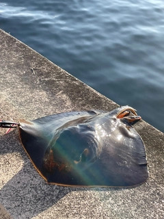 エイの釣果