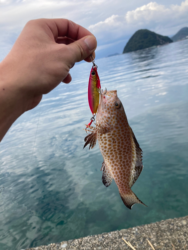 オオモンハタの釣果