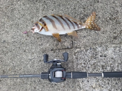 タカノハダイの釣果