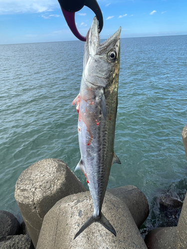 サゴシの釣果