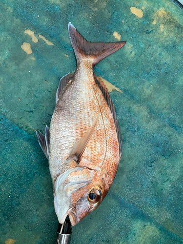 タイの釣果