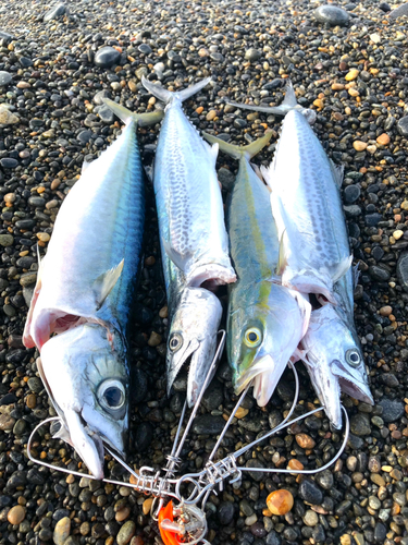 サバの釣果