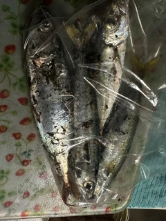 サバの釣果