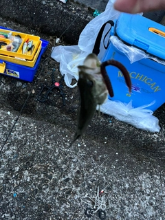 ブラックバスの釣果