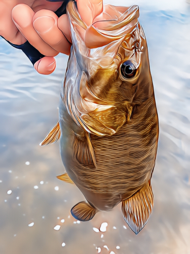 スモールマウスバスの釣果