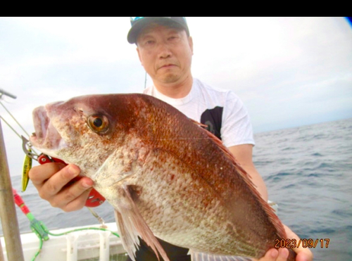 マダイの釣果