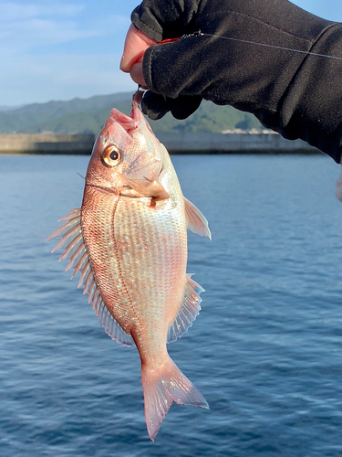 チャリコの釣果