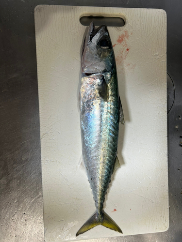 サバの釣果