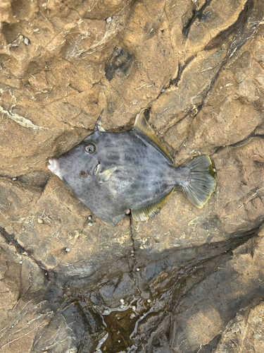 カワハギの釣果