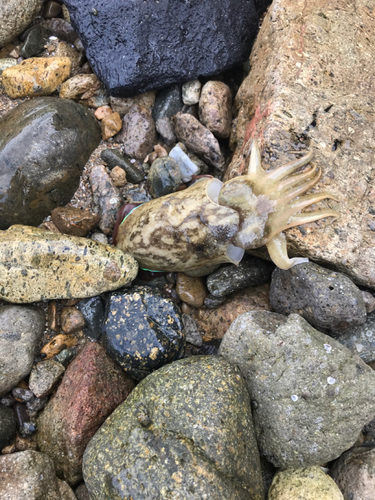 モンゴウイカの釣果