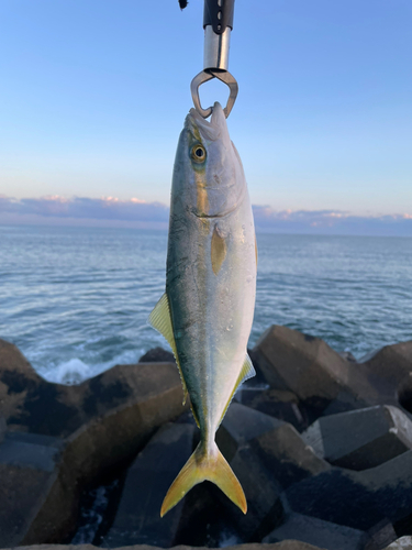 ワカシの釣果