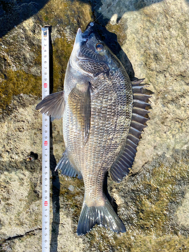 クロダイの釣果