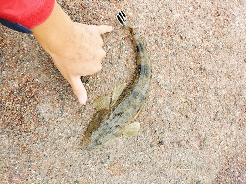 マゴチの釣果