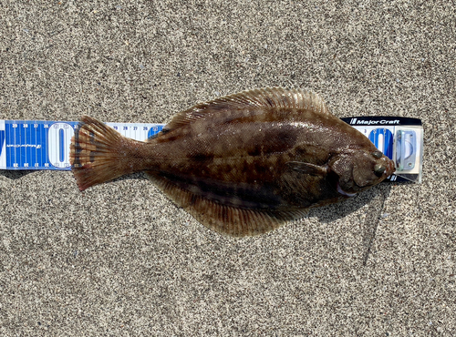 カレイの釣果