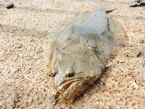 ヒラメの釣果