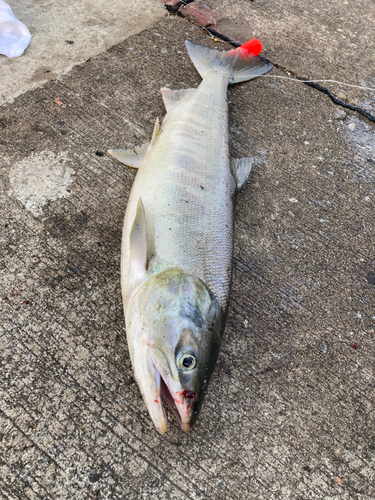 アキアジの釣果