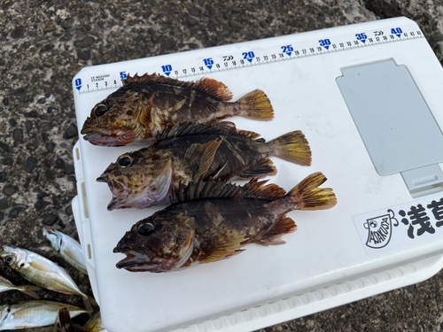 アラカブの釣果